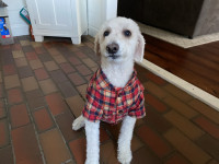 Fashion Dog