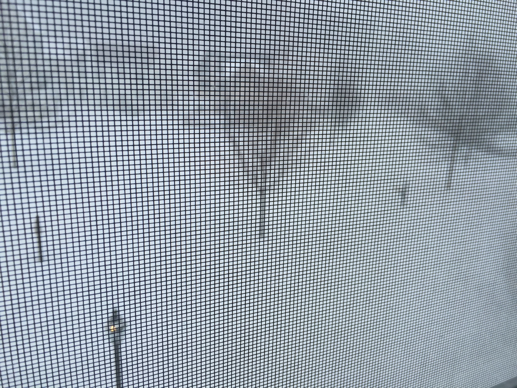 01-23-2016-snowed-in-3 photo