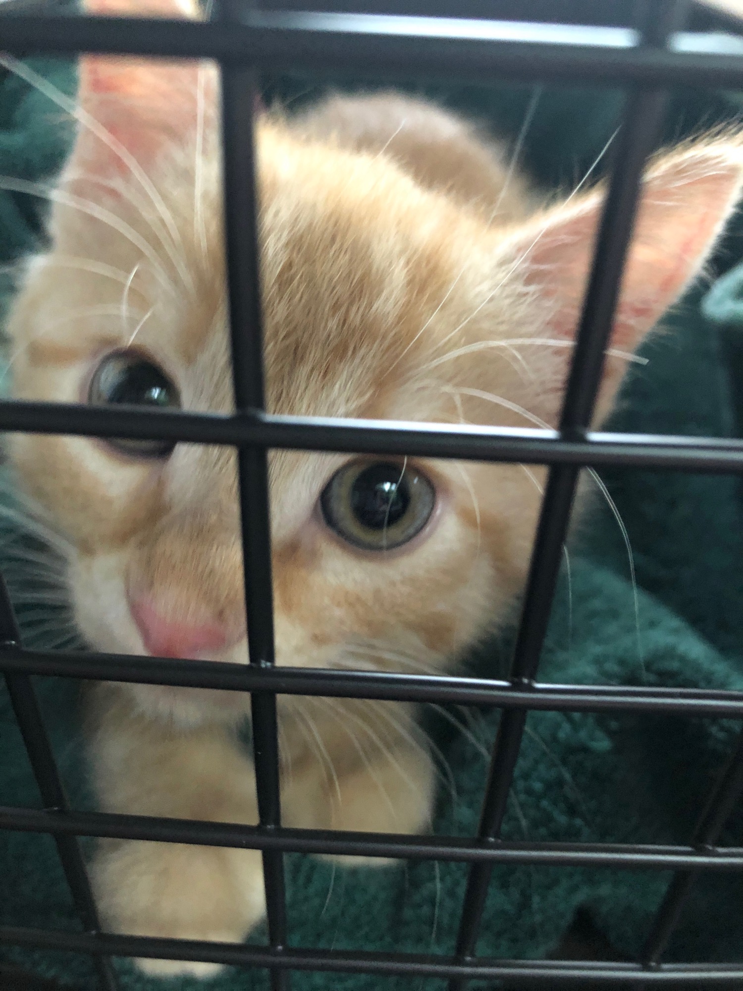 2018-10-05-maddie-new-cat photo