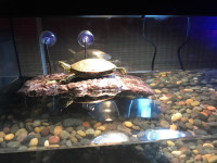 Welcome Turtle